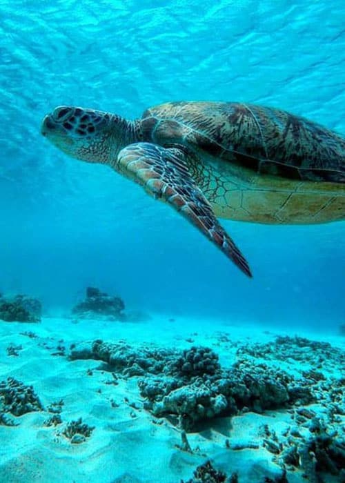 Best Snorkeling Spots Nusa Penida