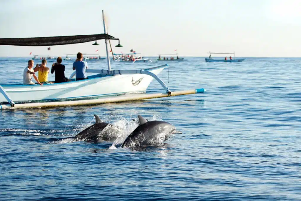 Dolphin Watching Lovina Package