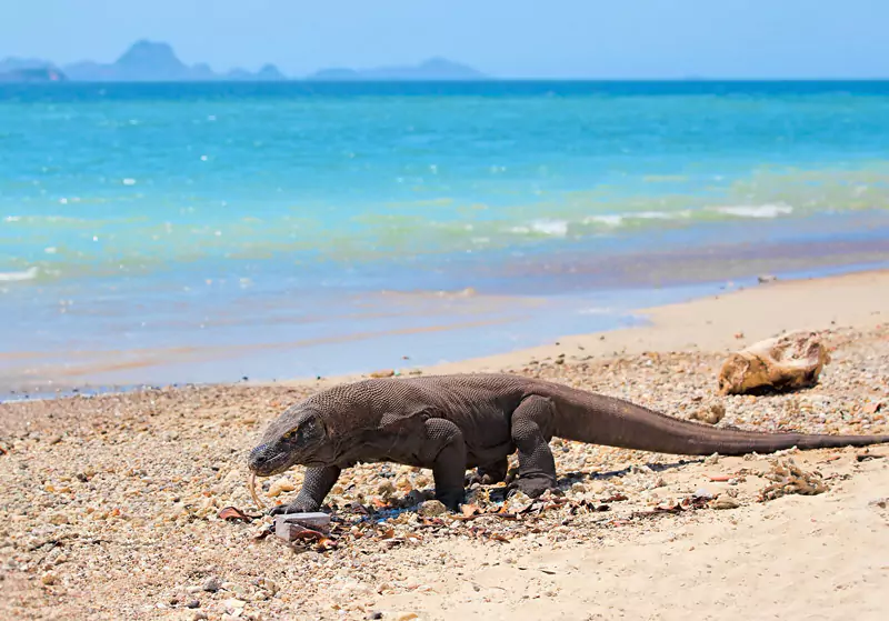 1 Day Sharing Komodo Tour By Dtour Fast Boat